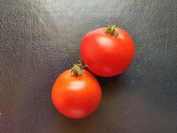 Tomaten: Überreich