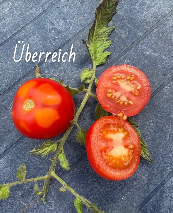 Tomaten: Überreich (VEN)