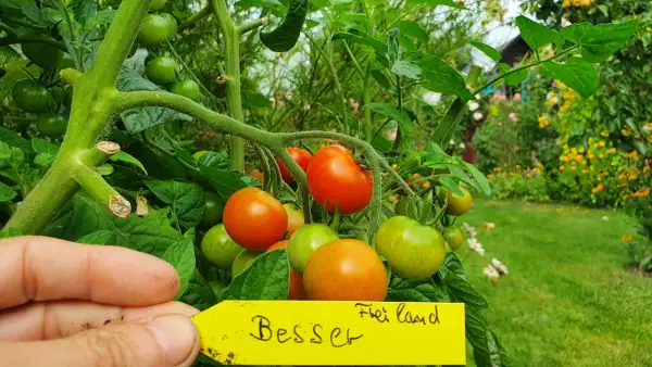 Tomaten: -Besser - Freiland