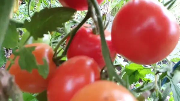 Tomaten: -Beynes Erntesegen - Freiland