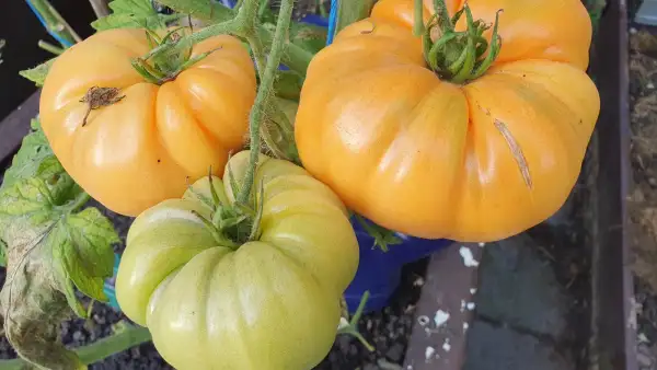 Tomaten: -Big Rainbow - Freiland