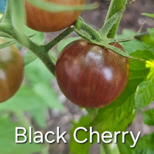 Tomaten: * Black Cherry (schwarze Kirschtomate)