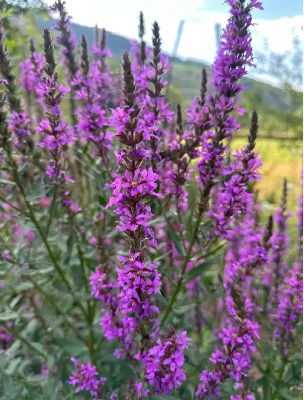Blumen: * Blutweiderich
