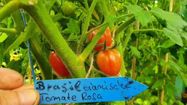 Tomaten: -Brasielianische Wildtomate - Massenträger, Freiland