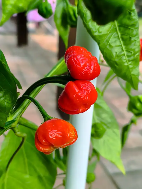 Chili / Paprika: • Brazilian Starfish