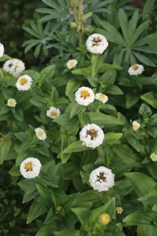Blumen: * Bunte Zinnien Mischung