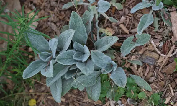 Blumen: * Byzantinischer Wollziest