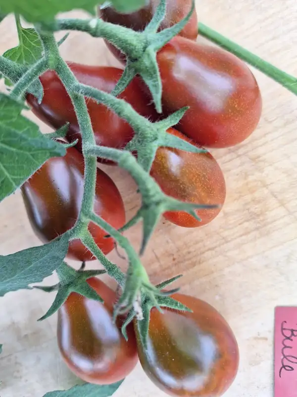 Tomaten: -Cafe Bule - Multiflora