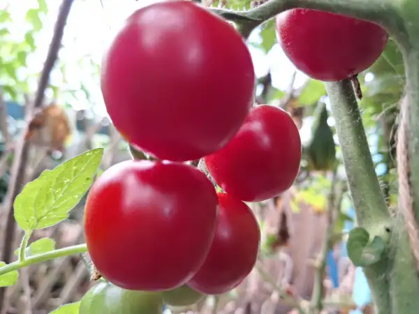 Tomaten: -Chatwick Cheery - Freiland