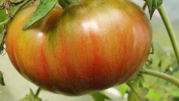 Tomaten: -Cherokee Lime Stribes