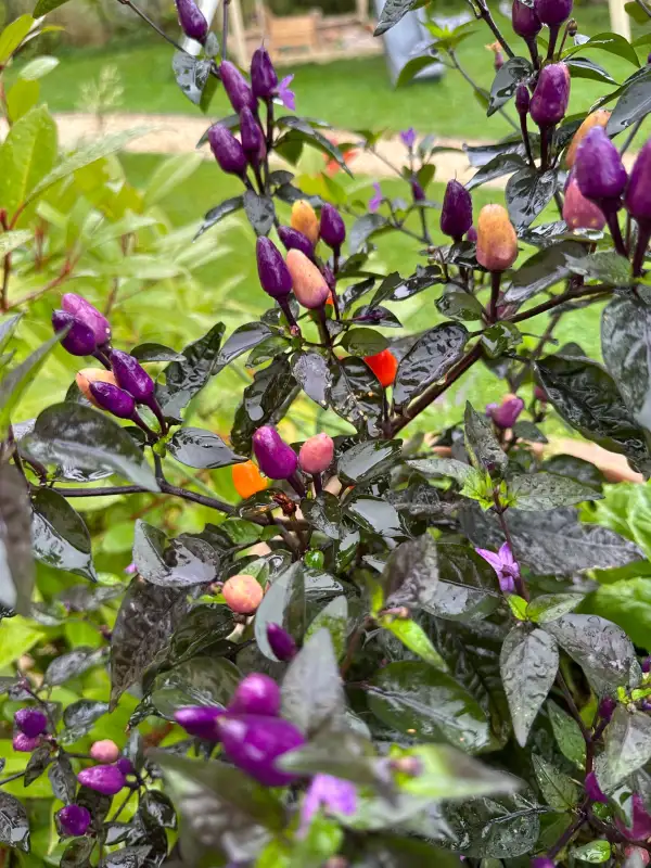 Blumen: * Chili