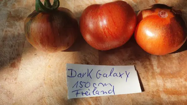 Tomaten: -Dark Galaxy - Freiland