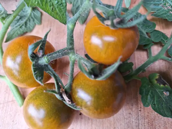 Tomaten: -Dark Orange Muscat - Freiland