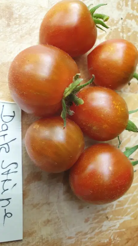 Tomaten: -Dark Stripe - 60cm