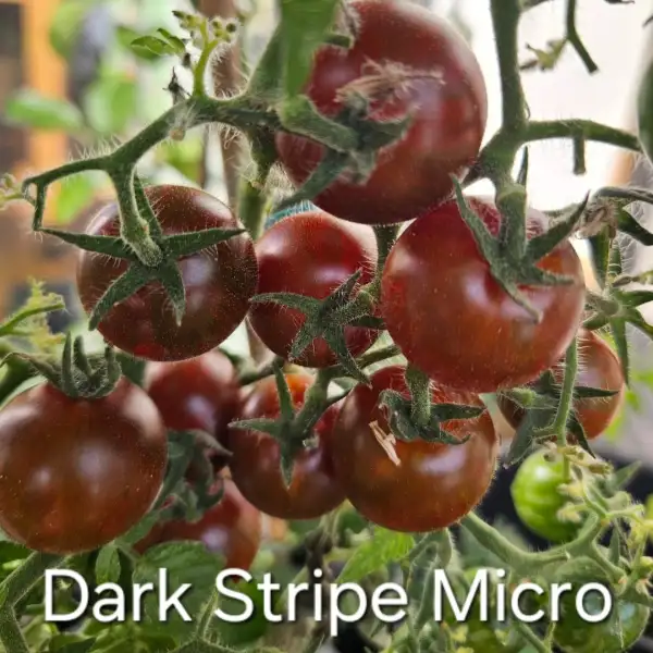 Tomaten: * Dark stripe micro