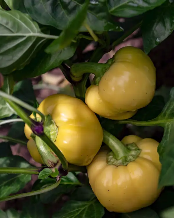 Chili / Paprika: Édesalma