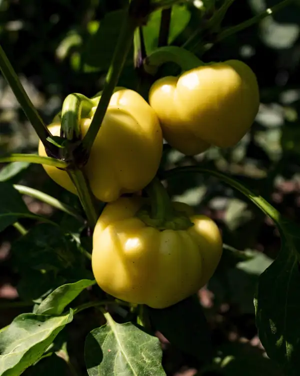 Paprika: Édesalma