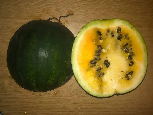 Melonen: Çekirdegi Oyali – Orange Flesh wassermelone