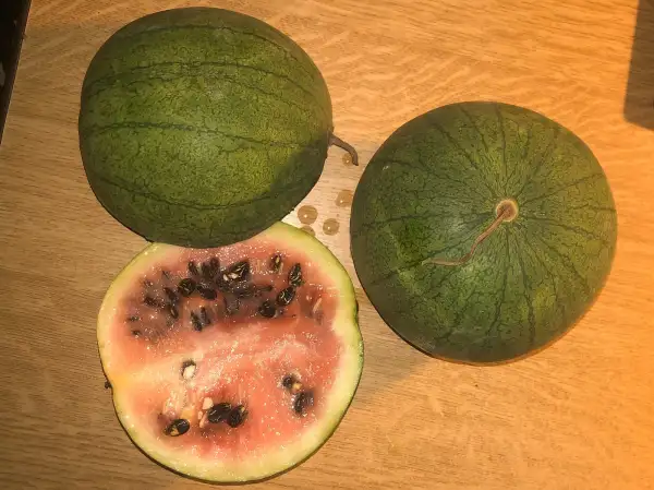 Melonen: Çekirdegi Oyali – Red Flesh wassermelone
