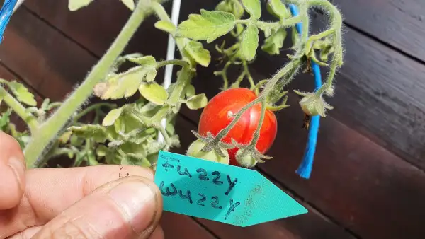 Tomaten: -Fuzzy Wuzzy - 40 cm