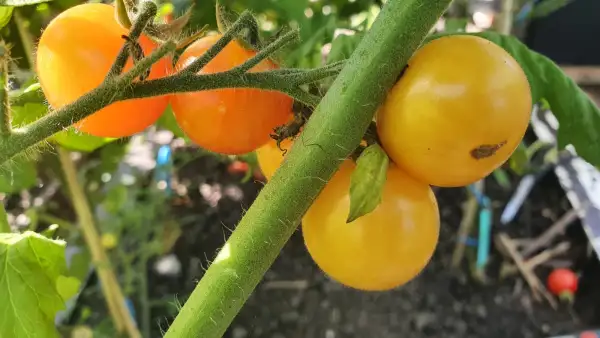 Tomaten: -Gaja De Melone - Freiland