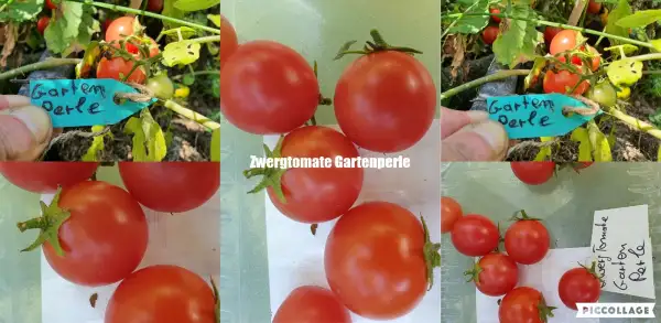 Tomaten: -Gartenperle - 50cm