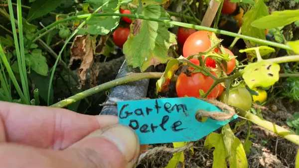 Tomaten: -Gartenperle - 50cm