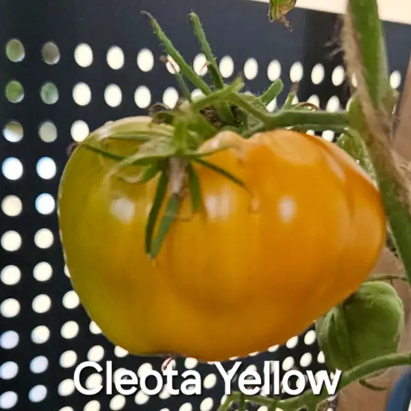 Tomaten: * gelbe Ochsenherz (Cleota Yellow)