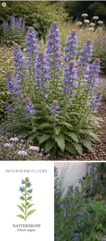 Blumen: * Gemeiner Natternkopf