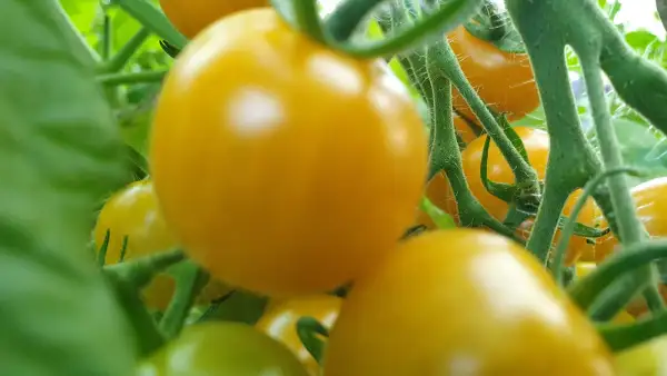 Tomaten: -Goldiana - Freiland