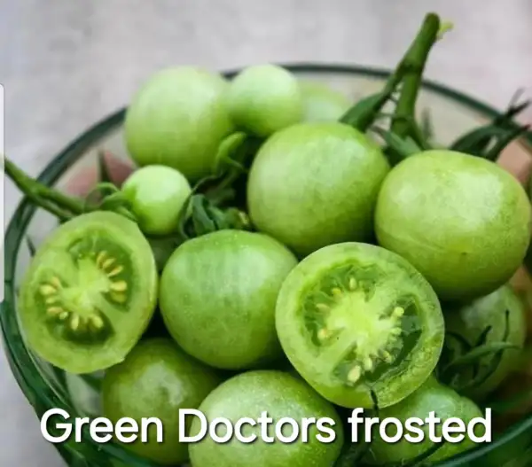 Tomaten: * Green Dr. frosted