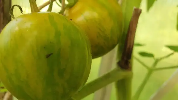 Tomaten: -Green Zebra