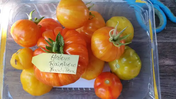 Tomaten: -Haleys Rainbow - 120cm