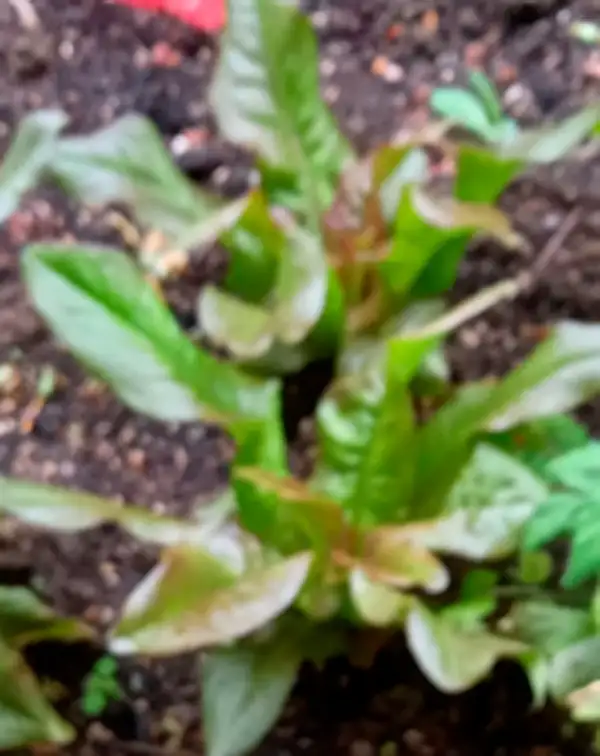 Salate: „Hallo liebe Gartenfreunde,
