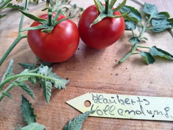 Tomaten: -Hauberts Vollendung - Freiland