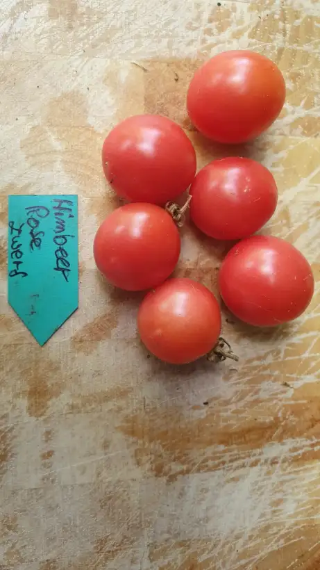 Tomaten: -Himbeerrose - 30cm