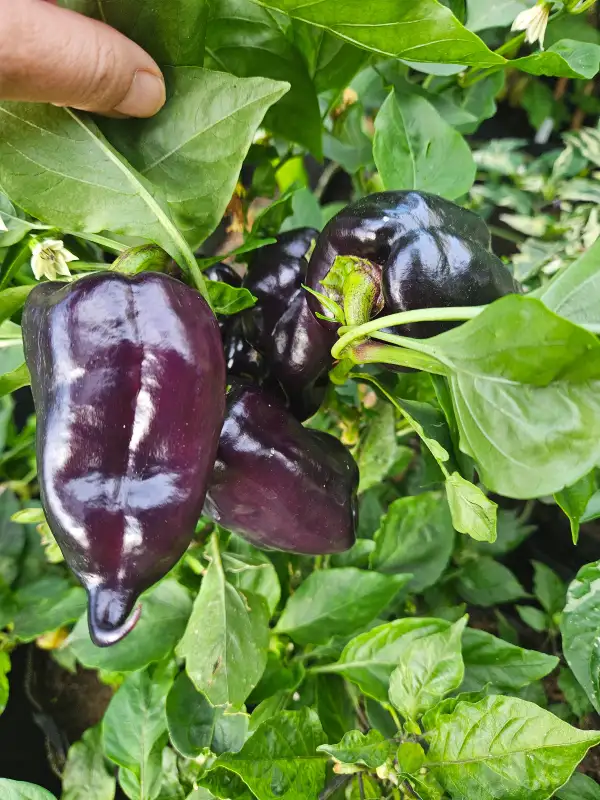 Paprika: "Hungarian Black"