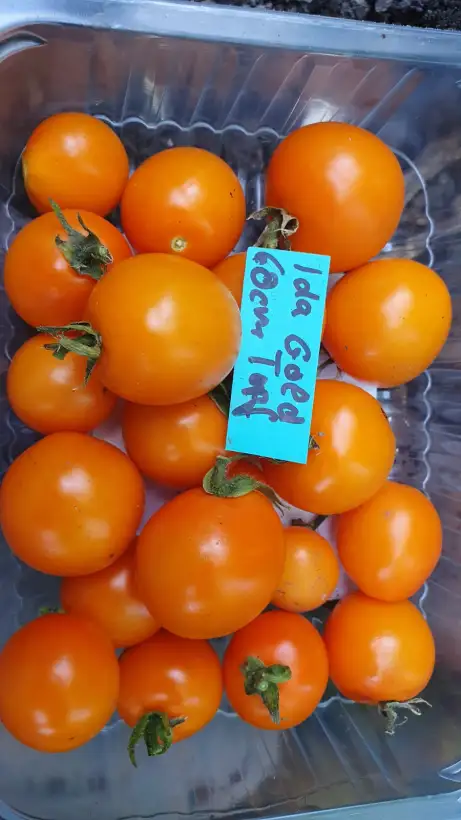 Tomaten: -Ida Gold - 60cm