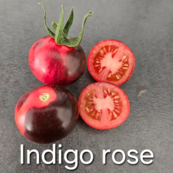 Tomaten: * Indigo rose (schwarz/rot)