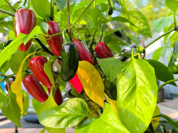 Chili / Paprika: • Jalapeños
