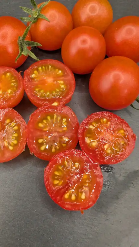 Tomaten: Комнатный сибиряк / Komnatnyy Sibiryak (Micro Dwarf)