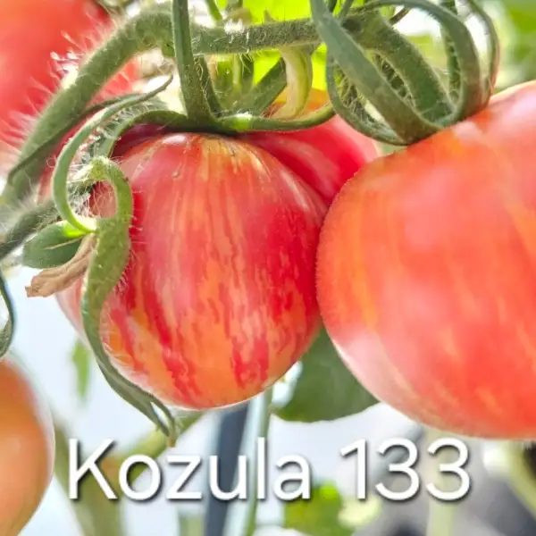 Tomaten: * Kozula 133 (rot/pink gestreift)