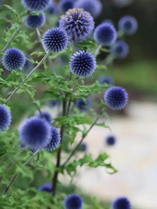 Blumen: * Kugeldistel blau
