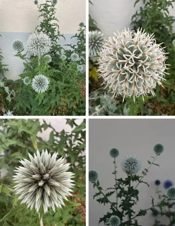 Blumen: * Kugeldistel weiß