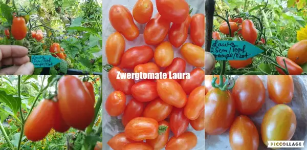 Tomaten: -Laura - 25cm