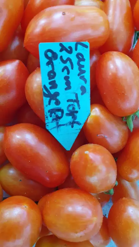 Tomaten: -Laura - 25cm