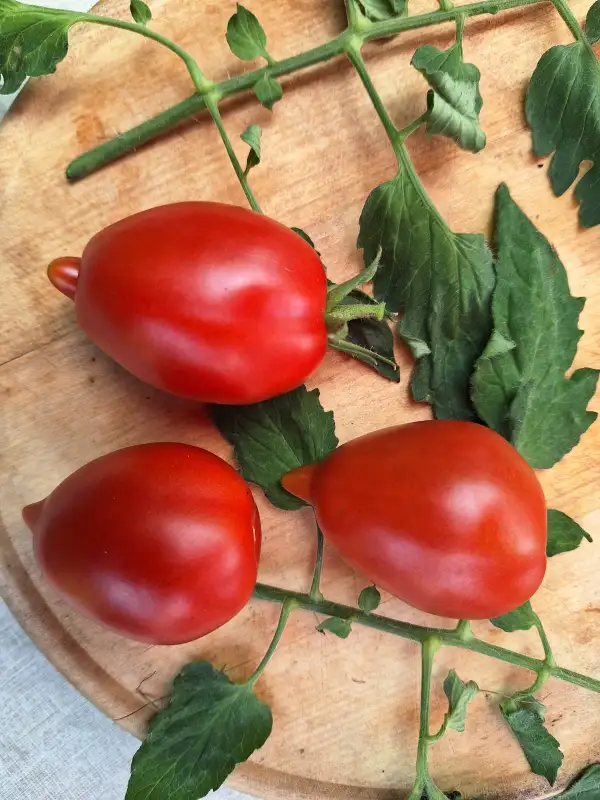 Tomaten: -Legenda Tarasenko - Multiflora