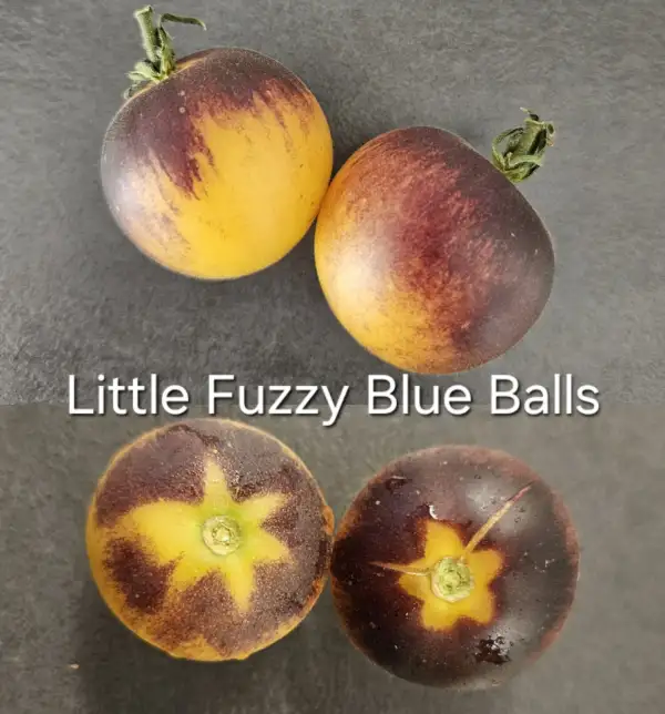 Tomaten: * Little Fuzzy Blue Balls