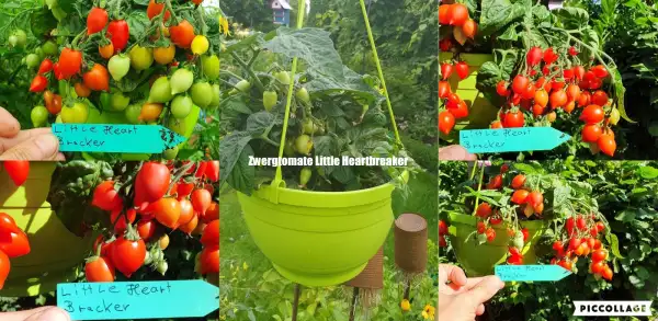 Tomaten: -Little Heart Bracker - 30cm