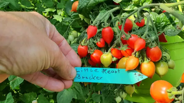 Tomaten: -Little Heart Bracker - 30cm